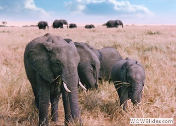 Elephants in Maasai Mara, Kenya