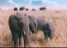 Elephants in Maasai Mara, Kenya