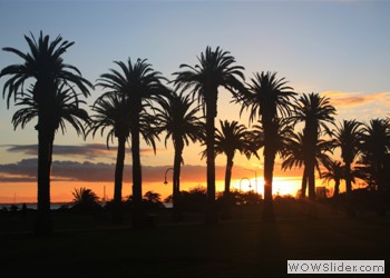 Palm Trees, Australia