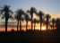 Palm Trees, Australia
