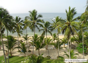 Palm Trees, Barbados