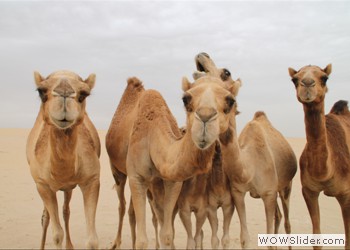 Arabian Camels, Dubai