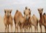 Arabian Camels, Dubai