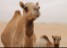 Camels in the Desert, United Arab Emirates