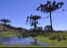 Araukaria trees, Brazil