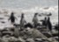 Magdalena Island, Patagonia